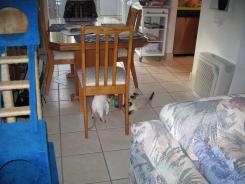 more kittens